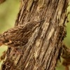 Soupalek kratkoprsty - Certhia brachydactyla - Short-toed Treecreeper 0962ru